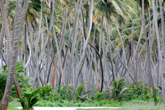 Trinidad Island Circle Tour with Pickup - What this Trinidad road day is really like