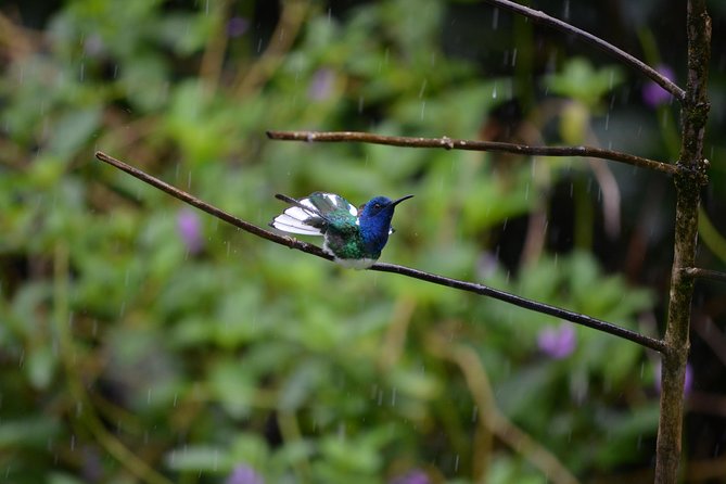 Trinidad Nature and Asa Wright Center Full-Day Tour from Port of Spain - The Arima Valley road is part of the tour
