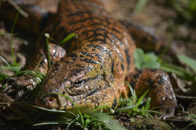 Trinidad Nature and Asa Wright Center Full-Day Tour from Port of Spain - Who will enjoy this Trinidad nature day