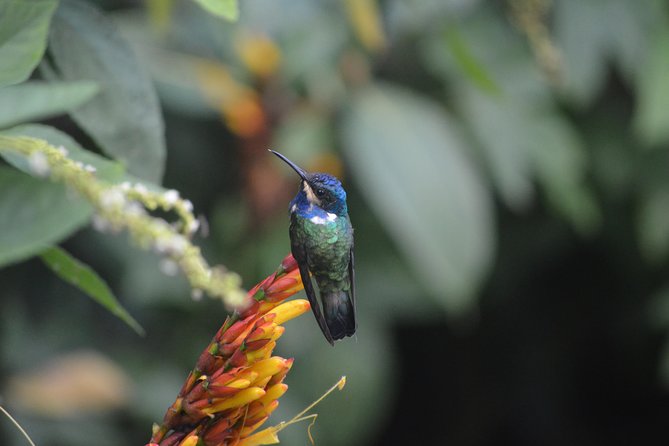 Trinidad Nature and Asa Wright Center Full-Day Tour from Port of Spain - Practical tips for a smoother day