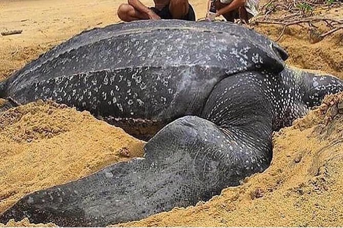 Turtle Watching - Key points to know before booking