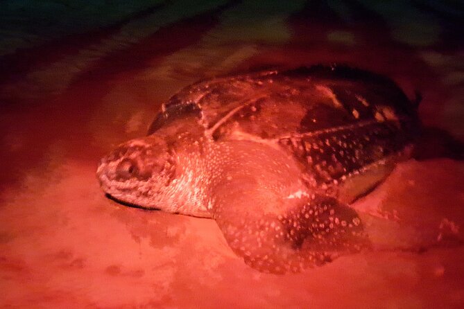 Turtle Watching - A close look at Tobago’s nesting turtles