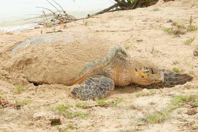 Turtle Watching - The role of Scoutie and local conservation