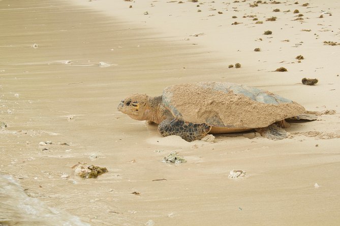 Turtle Watching - Timing needs clarification before payment