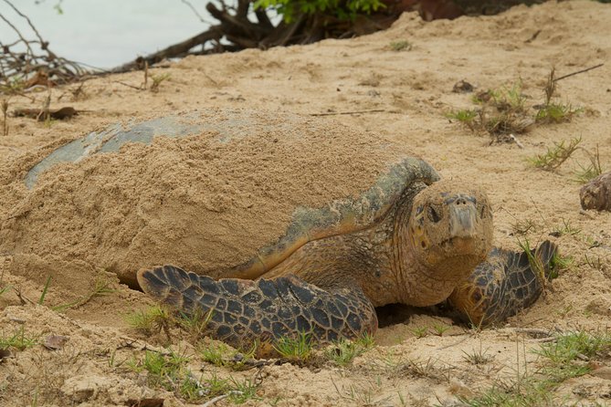 Turtle Watching - Who will enjoy this most