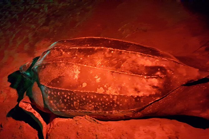 Turtle Watching - Three turtle species, three different possibilities