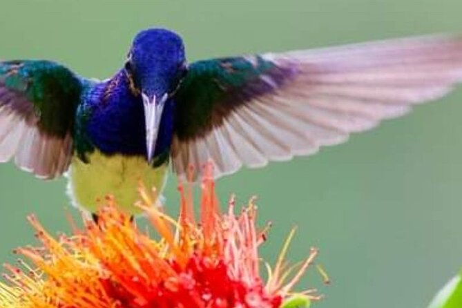 Yerette Home of the Hummingbird - Key points to know before booking