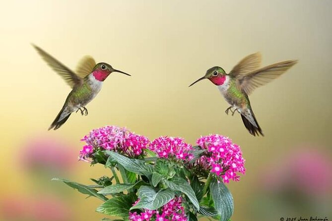 Yerette Home of the Hummingbird - Pick breakfast, lunch, or afternoon tea