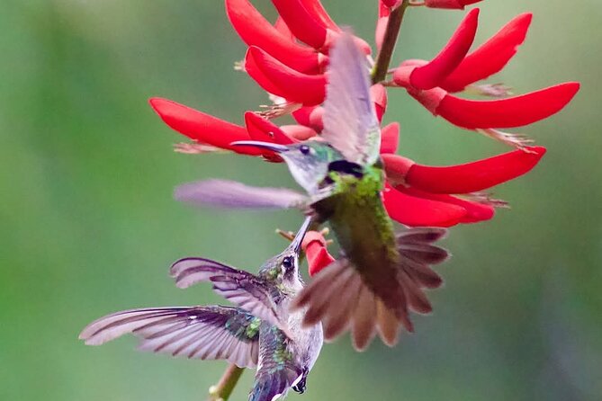 Yerette Home of the Hummingbird - The three-hour visit may take longer with transport