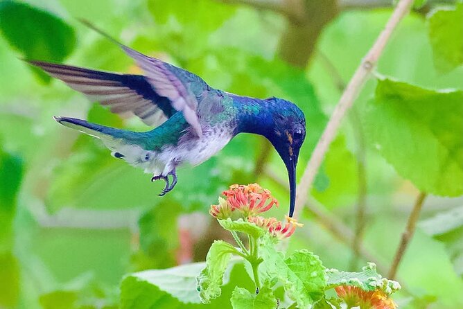 Yerette Home of the Hummingbird - What makes this more than a feeder stop