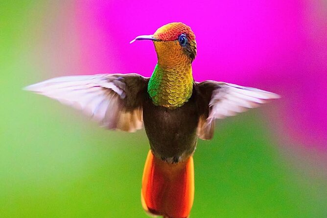 Yerette Home of the Hummingbird - What could disappoint you at Yerette