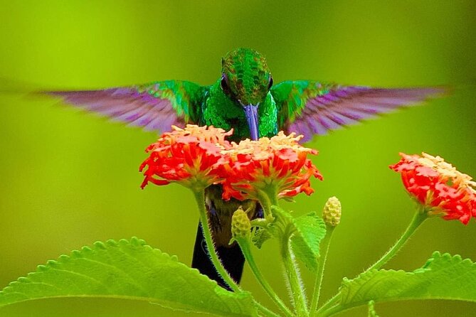 Yerette Home of the Hummingbird and Caroni Wildlife Tour - Yerette and the hummingbirds