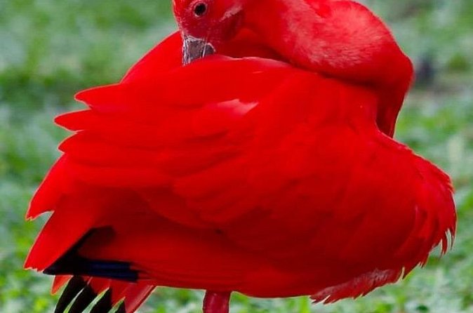 Yerette Home of the Hummingbird and Caroni Wildlife Tour - What the $130 price covers