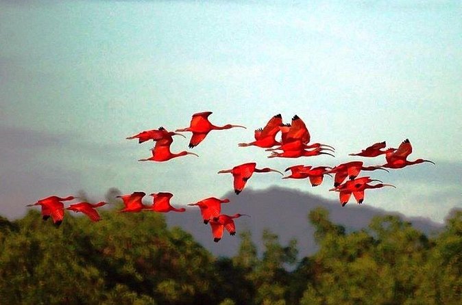 Yerette Home of the Hummingbird and Caroni Wildlife Tour - Should you book Yerette and Caroni Swamp?