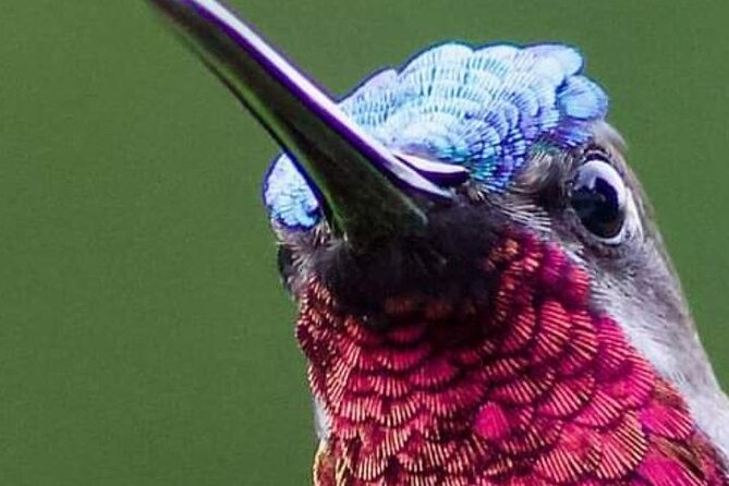 Yerette Home of the Hummingbird - Watching 14 species in one Trinidad garden